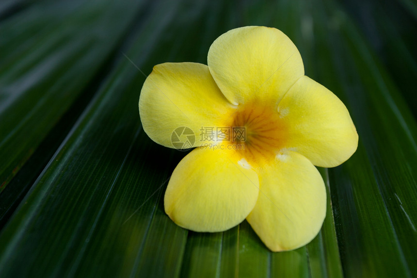 黄色阿拉曼达花朵图片