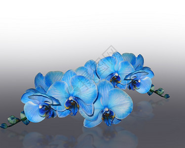 蓝兰花植物学问候语卡片热带温泉反射蓝色剪贴簿背景图片