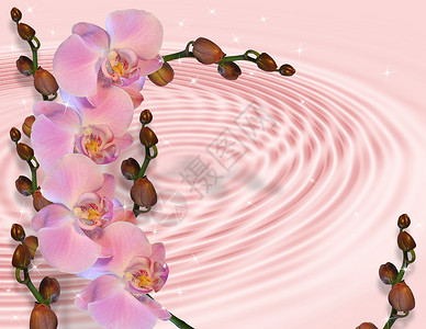 上粉红兰花背景图片