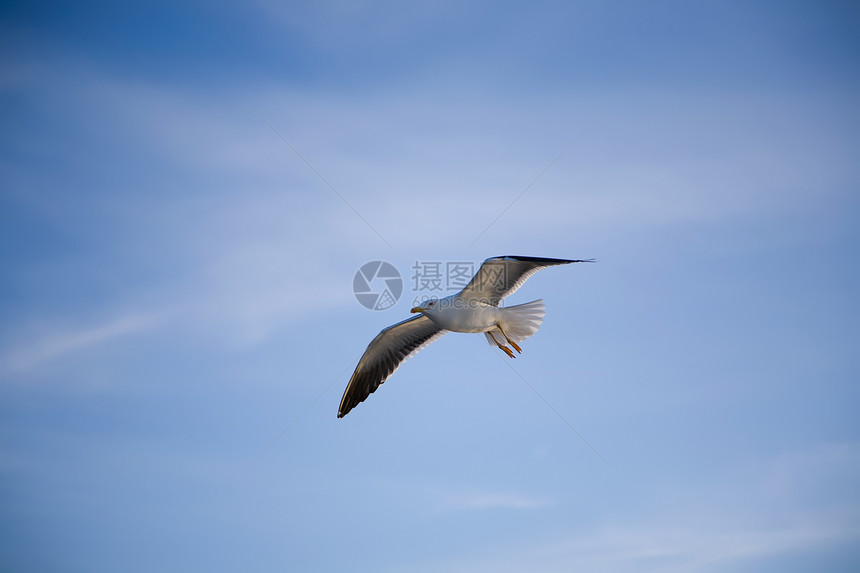 海海鸥白色灰色蓝色天空太阳海鸥海滨羽毛动物图片