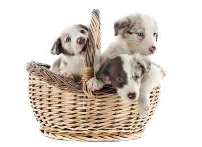 小小狗边疆棕色牧羊犬小狗宠物白色蓝色眼睛动物篮子犬类背景图片