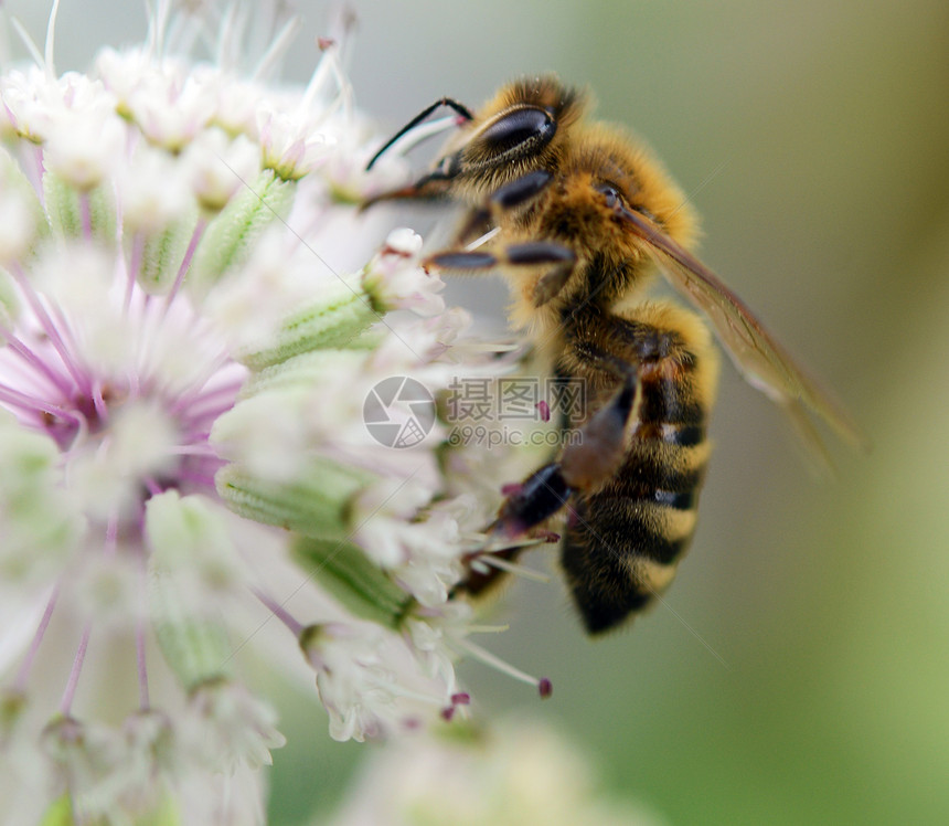 收集花粉的蜜蜂白色蜂巢养蜂人针织昆虫收藏家耻辱图片
