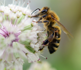 收集花粉的蜜蜂白色蜂巢养蜂人针织昆虫收藏家耻辱高清图片