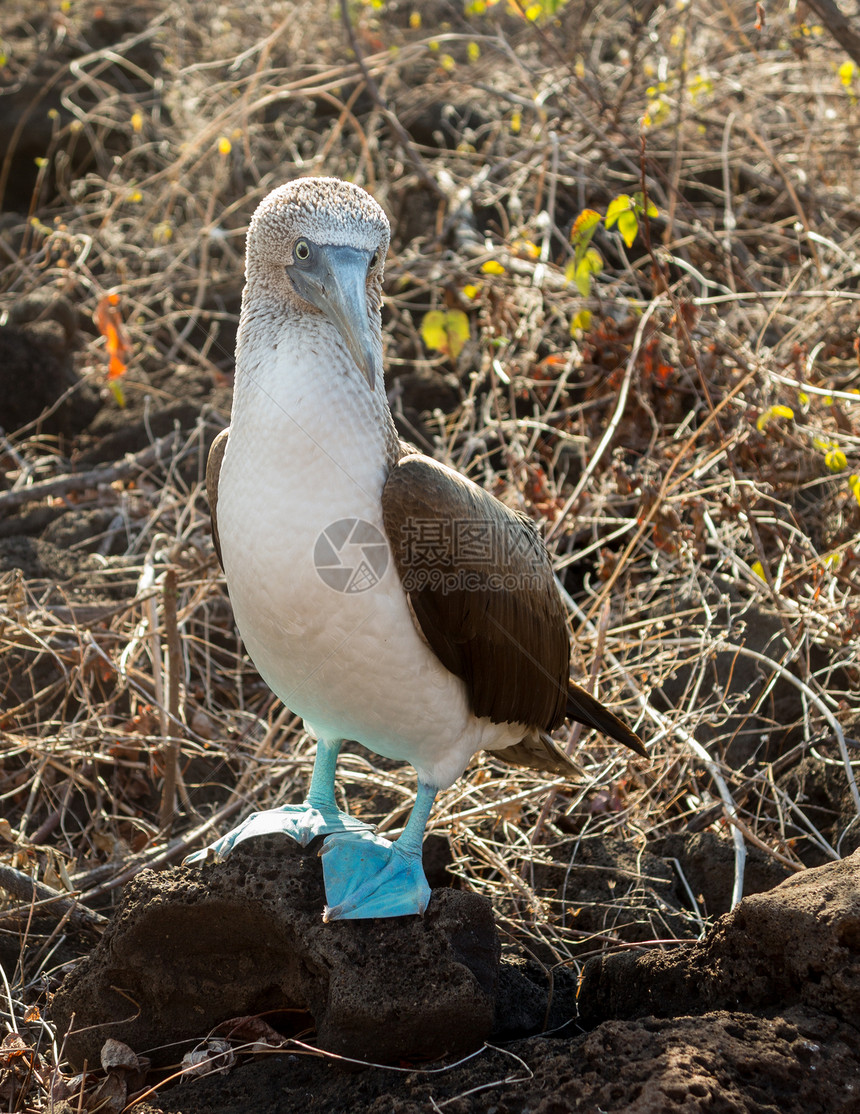 加拉帕戈斯岛好奇的蓝脚诱捕海鸟衬套生态旅游火山岩海洋灌木丛图片