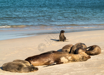 小小少年背景图海滩上的小小海豹等荒野海岸少年海狮天堂小狗假期生态海狗岩石背景