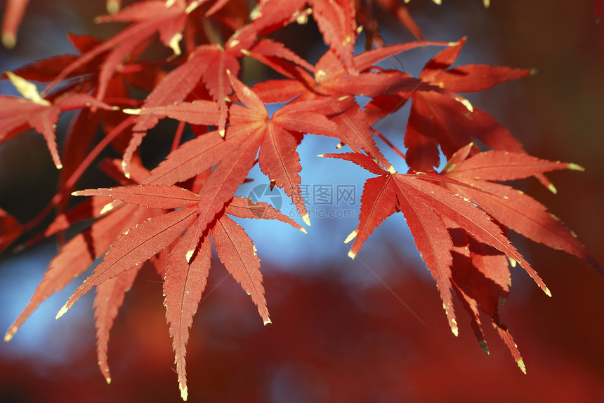 秋叶季节叶子风景宏观边缘红色传统蓝色图片