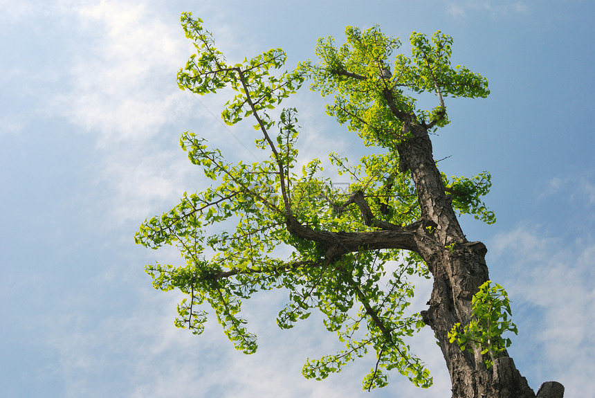 Ginkgo 树叶子季节天空图片