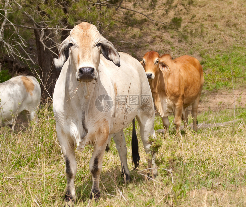 牛与奶牛引导公牛和公牛图片