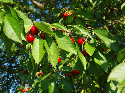 浆果树从树上挂着的亮红樱桃 准备摘取果汁收成叶子场地季节食物太阳水果栽培小吃背景