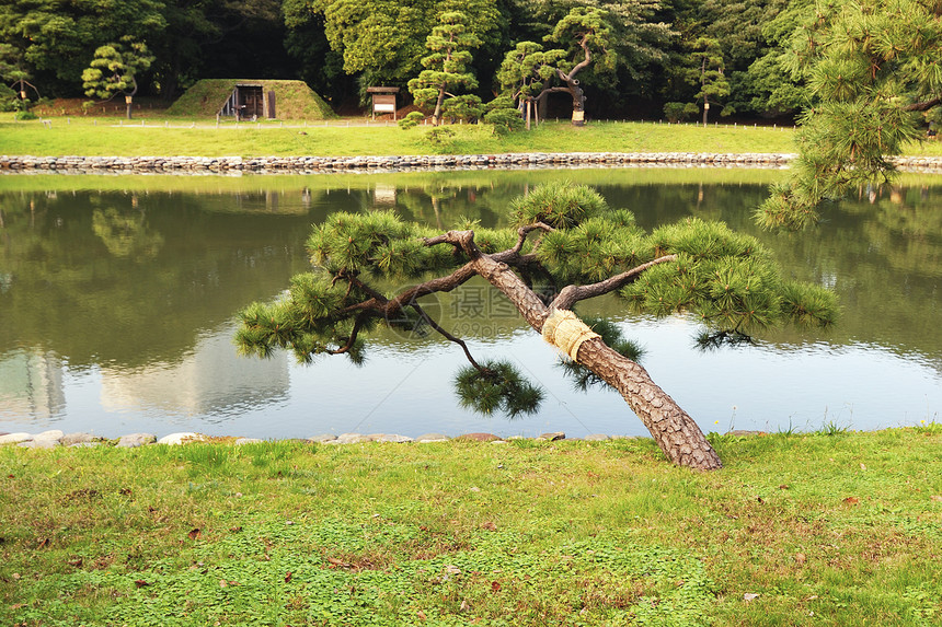 麻松公园传统地标薄雾石头场景反射池塘园艺松树图片