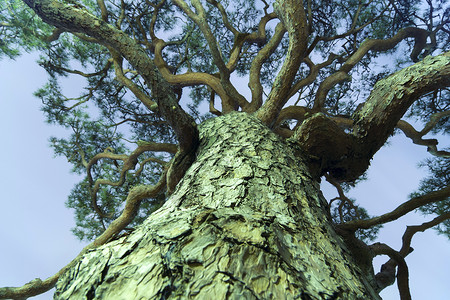 巨大的松树天空生长叶子生活树干森林软木背景图片