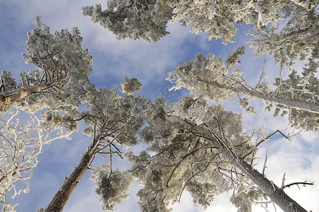 冬冬树松树白色蓝色晴天季节森林天空背景图片