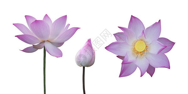 收集白色分离的粉色莲花高清图片