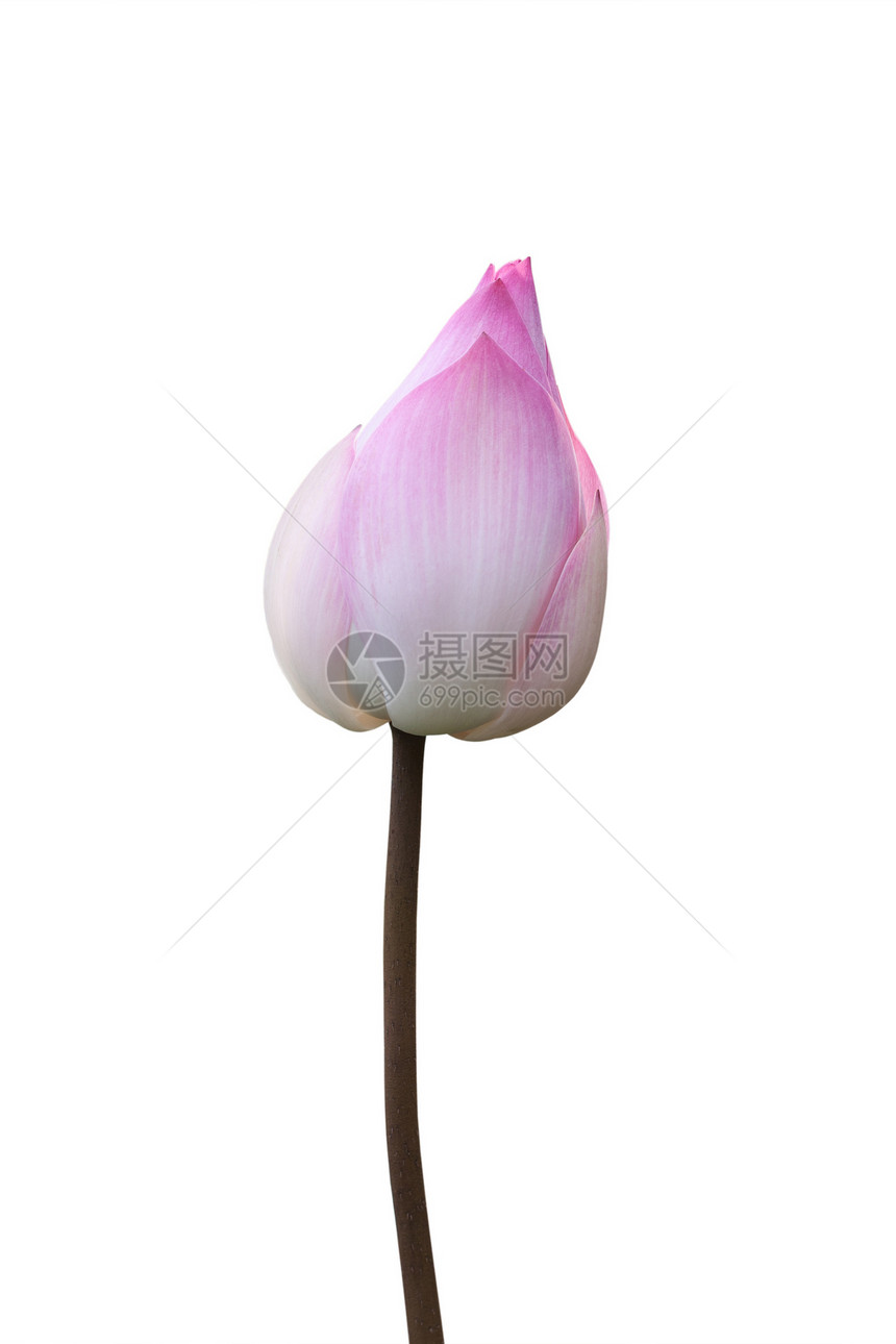 白上孤立的粉色莲花植物明信片热带异国公园花园花瓣冥想宗教宏观图片