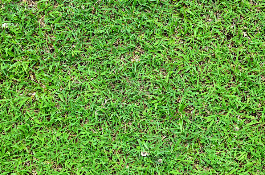 绿草背景草本植物环境场地草地植物刀刃生长绿色植物植物群娱乐图片