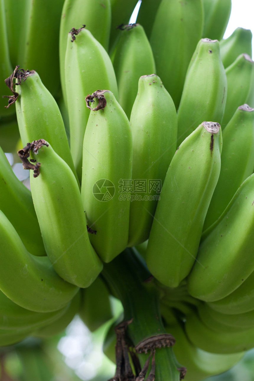 绿香蕉农场绿色团体植物生长花园水果热带食物叶子图片