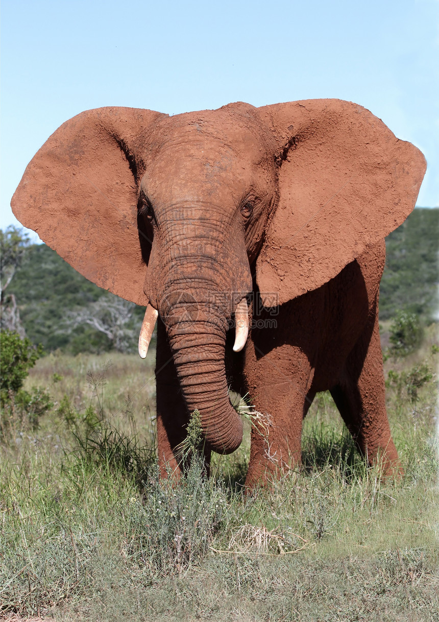 非洲大象公牛哺乳动物荒野男性野生动物白色公园国家游戏灰色警报图片