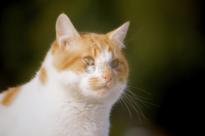 黄猫猫咪毛皮晶须鼻子眼睛宠物艺术小猫好奇心图片