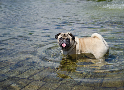 在池塘里湿的帕格狗狗背景