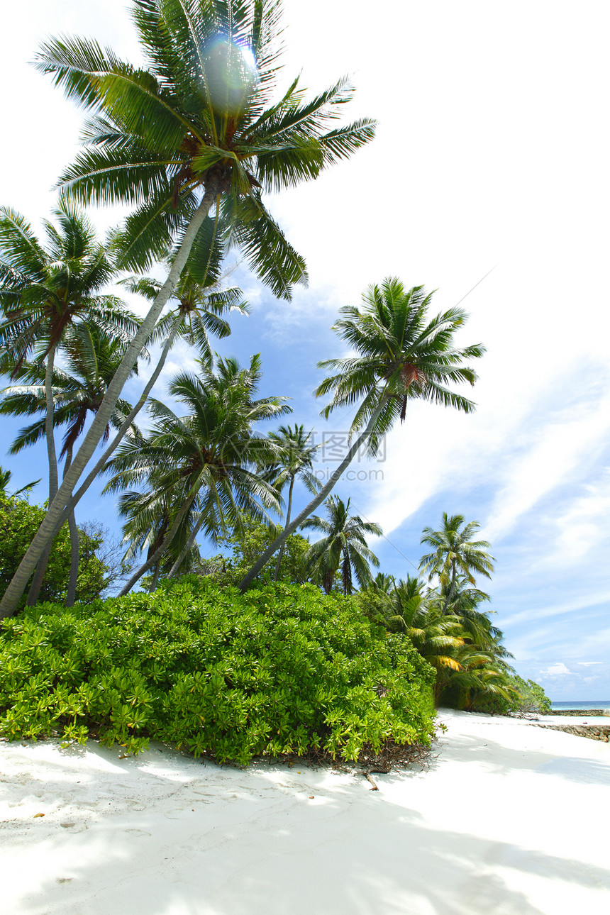 海滩上的棕榈树椰子天堂白色阳光绿色天气树干热带旅游旅行图片