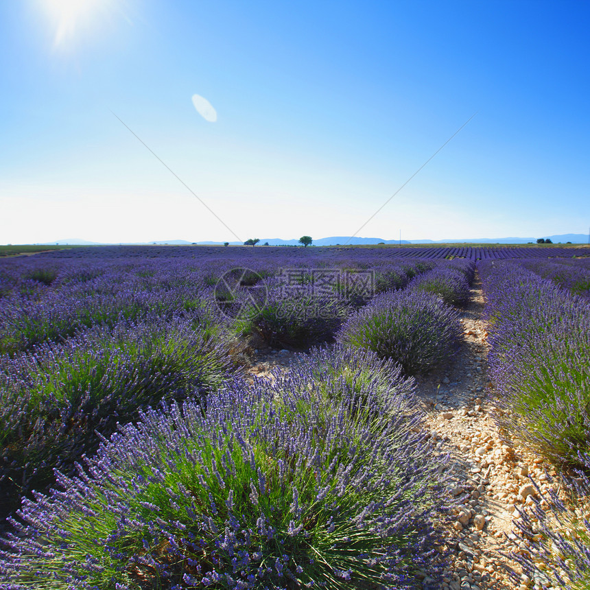 淡紫地农场蓝色香味农业香气收成风景线条植物农村图片