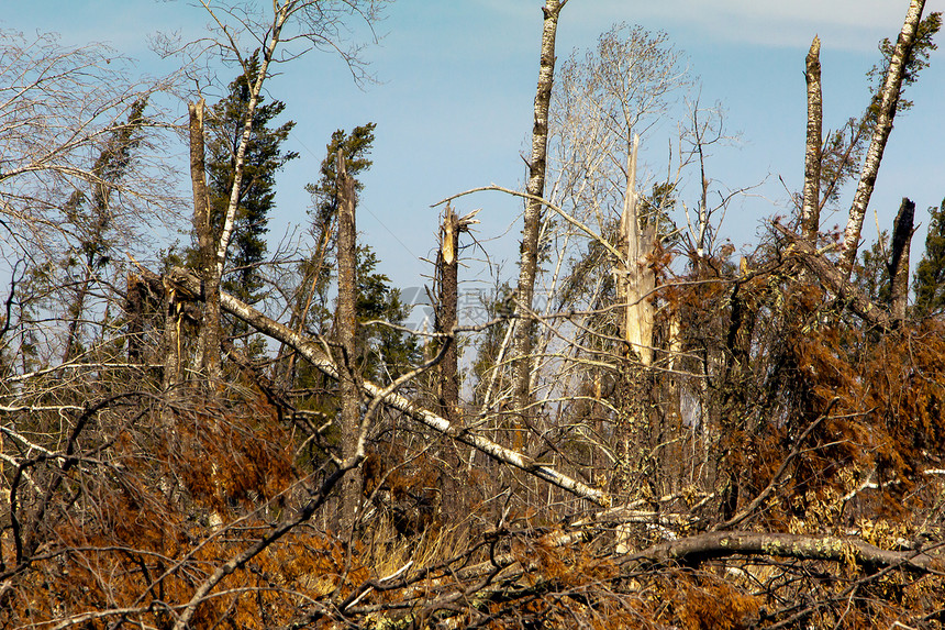 圣克罗伊州公园风力破坏天气松树森林暴风雨色彩直线损害树木灾难影像图片