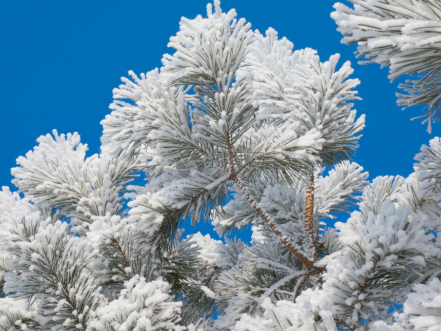 松树上的岩霜叶子框架枝条气候风景针叶晴天植物天空季节图片