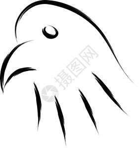 雄性黄头黑鸟鹰头白色艺术绘画荒野眼睛野生动物动物草图黑色插图设计图片
