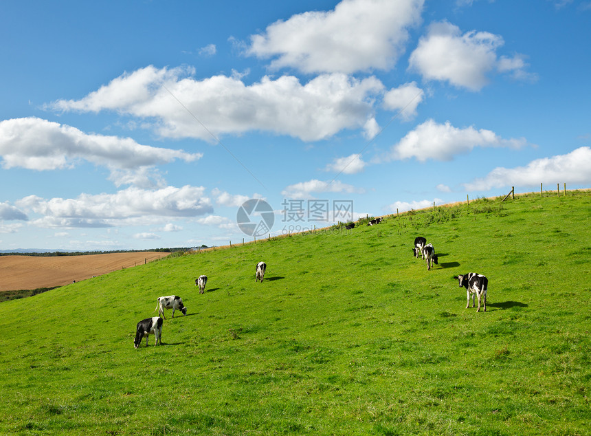 Friesian 牛牛奶制品草地农村场景农田牛奶黑色农场奶牛草原图片