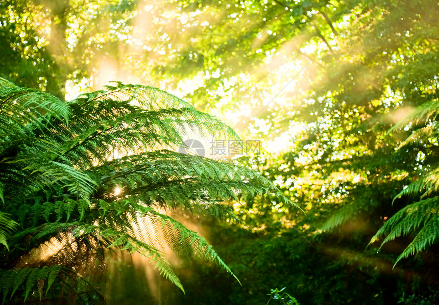 清晨阳光在薄雾雨林中叶子树叶蕨类射线辐射光束森林太阳光晴天戏剧性图片