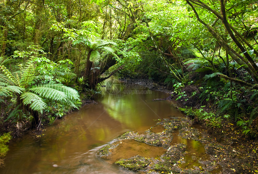 雨林森林叶子溪流苔藓蕨类风景公园植物旅行荒野图片