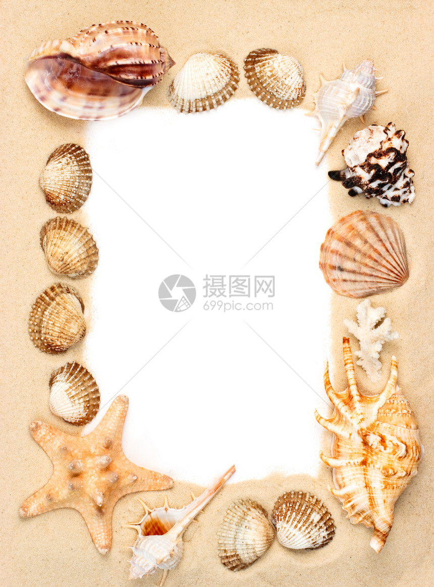 沙滩上的壳壳棕色沙漠海滩动物海岸团体海洋白色温泉黄色图片
