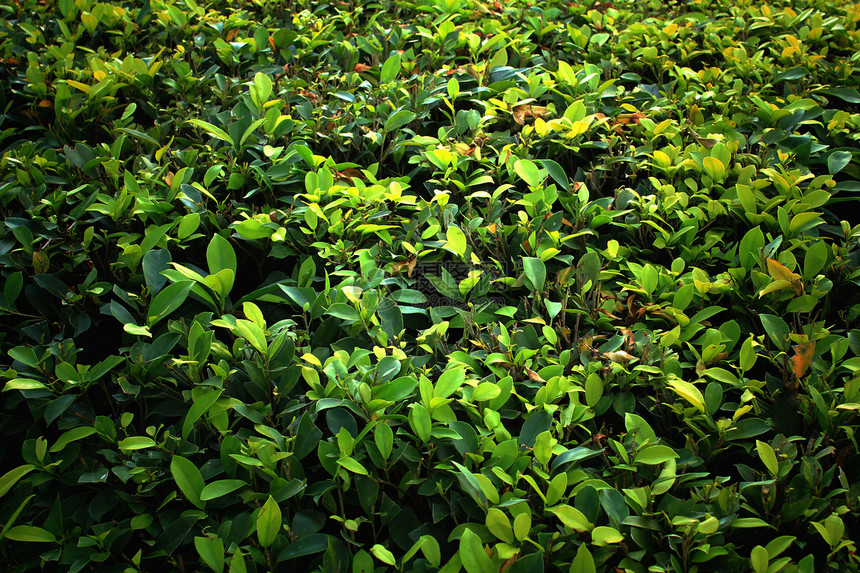 绿叶背景树叶宏观叶子绿色脉络森林静脉生长生态生活图片