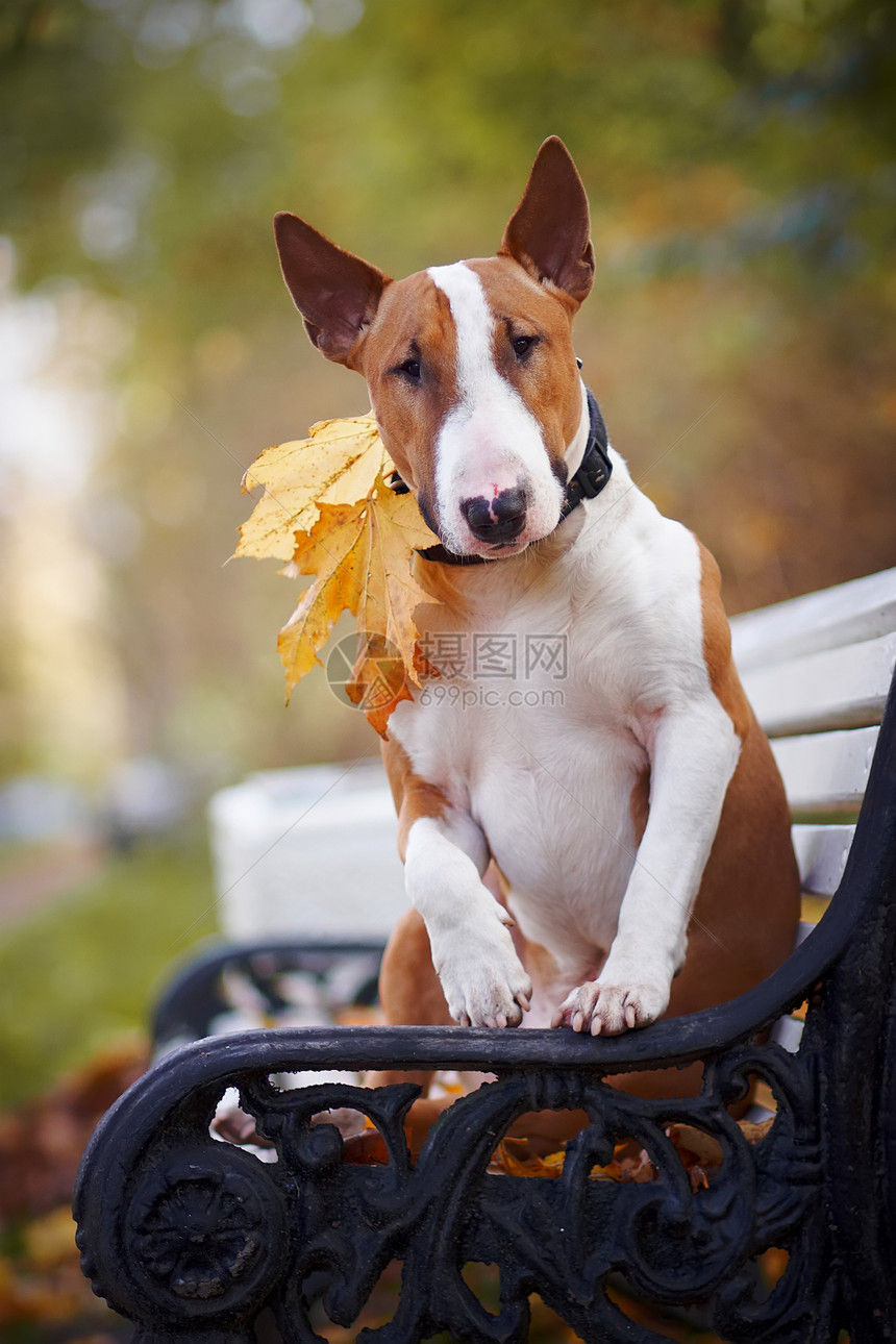 红斗牛犬坐在板凳上友谊英语猎犬乐趣落叶宠物血统智力快乐公园图片