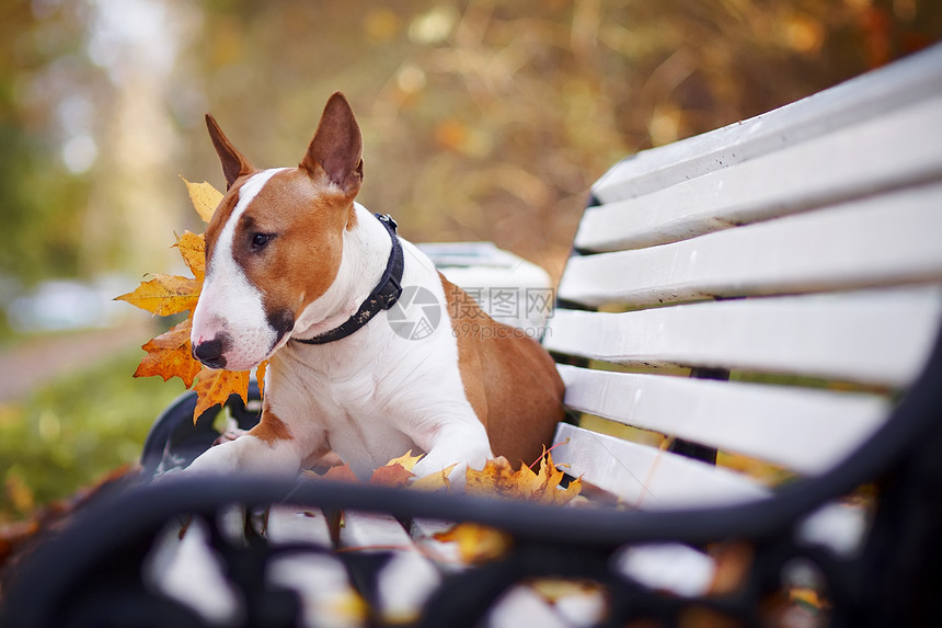 红公牛大帝座在长椅上哺乳动物小狗冠军快乐猎犬落叶公园友谊勇气英语图片