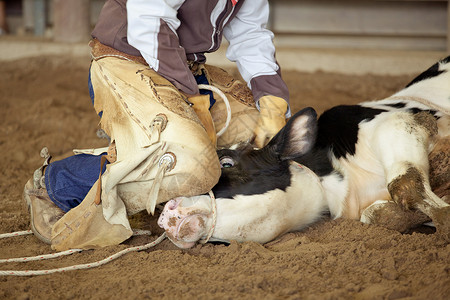 牛仔竞技表演牛仔脱衣奶牛国家驾驶绳索表演乡村运动竞争者家畜竞赛活动背景