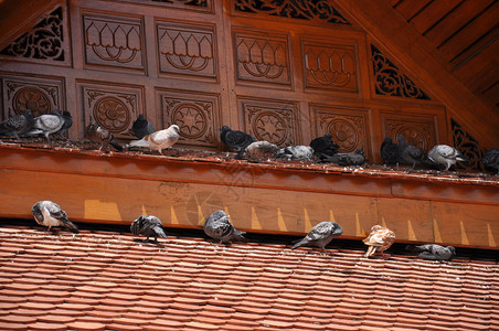 鸟类动物屋顶葫芦生活家禽饲料背景图片