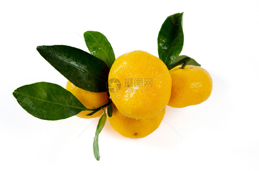 橙色叶子橙子食物绿色水果团体白色黄色图片