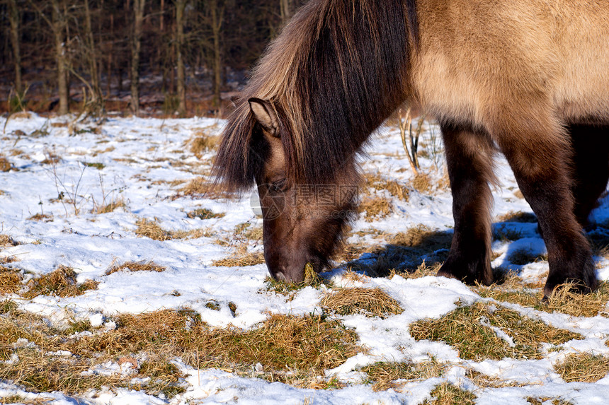 冬季牧场上的小马牧草图片