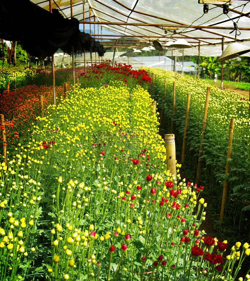 绿屋的鲜花农场苗圃工业庭园农业养殖花卉花房植物生长房子绿色图片