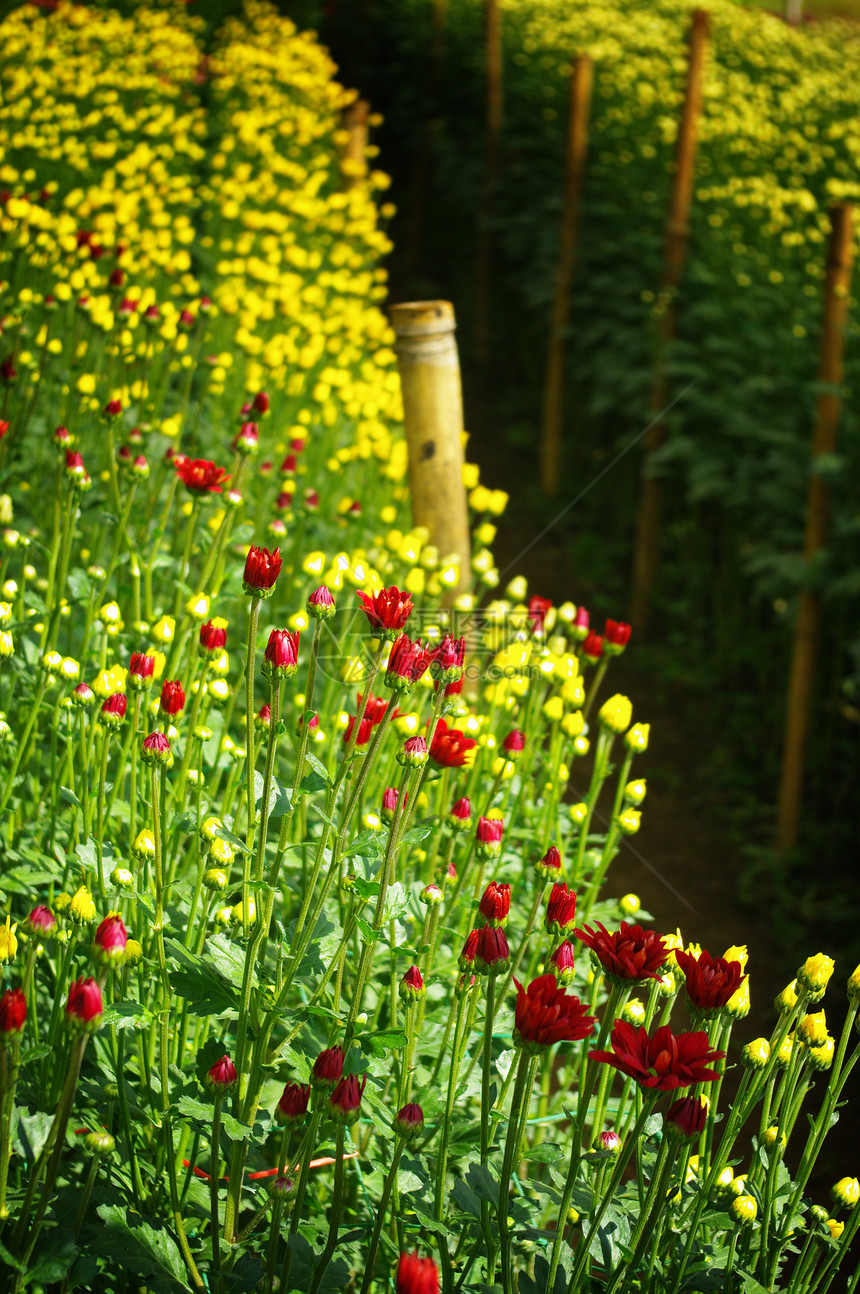 绿屋的鲜花农场苗圃房子农业工业绿色植物生长花房花卉养殖庭园图片