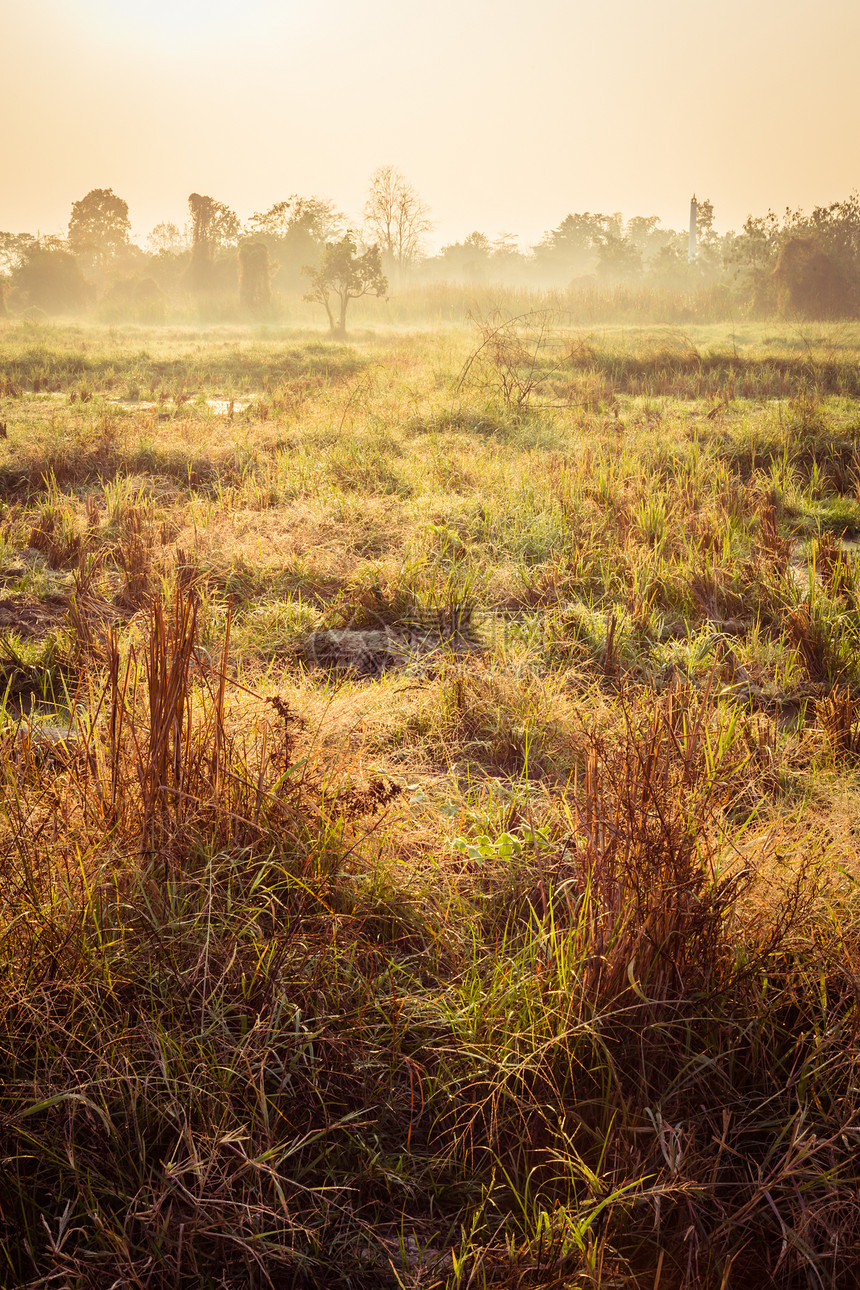 清晨在草地上植物群风景农田土地日光国家场地天空植物草原图片