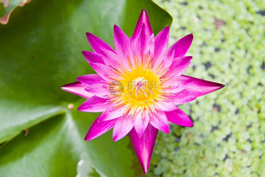 粉色莲花花园植物群宏观植物水池冥想美丽叶子百合公园图片