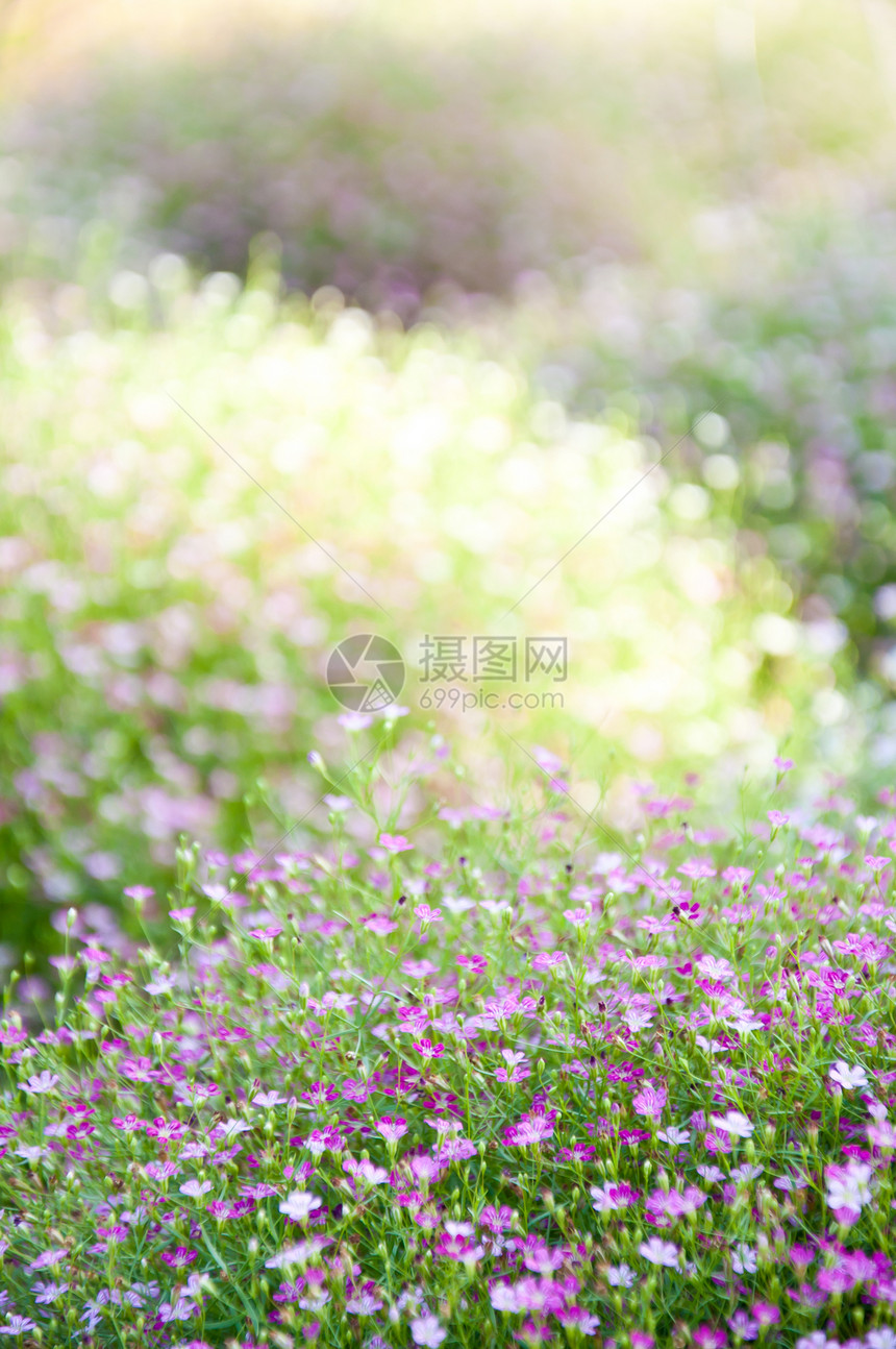 小紫花植物叶子生态环境绿色生活天气宏观活力背景图片