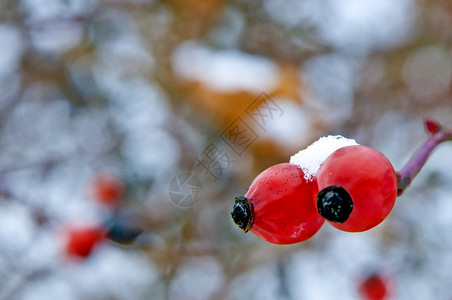 带雪帽的花臀玫瑰荒野火花蓝色冻结食物药品植物季节水果背景图片