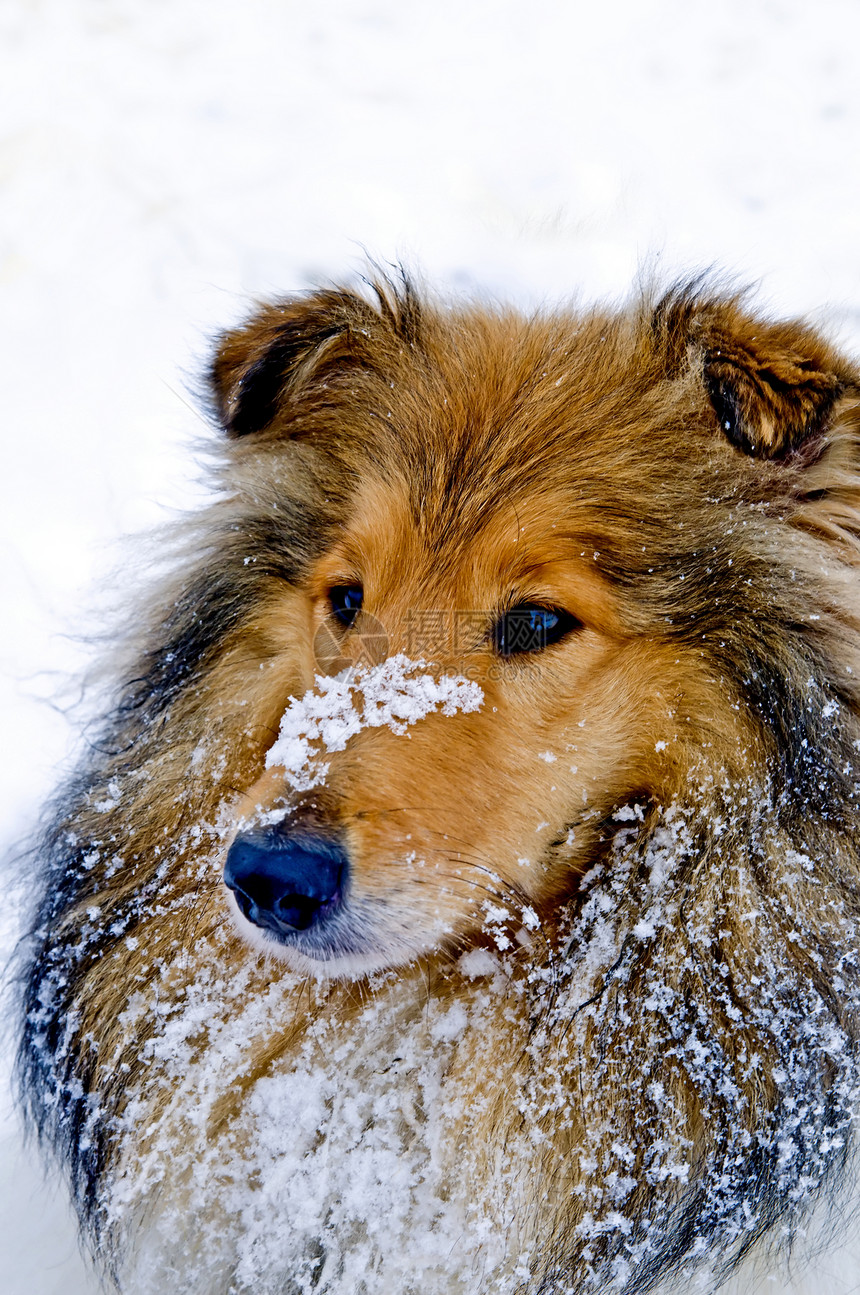 雪中科里狗红色毛皮季节女性小狗宠物头发纯种狗牧羊犬图片