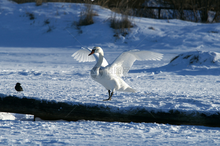 天鹅脖子动物翼展翅膀野生动物白色羽毛忠诚图片