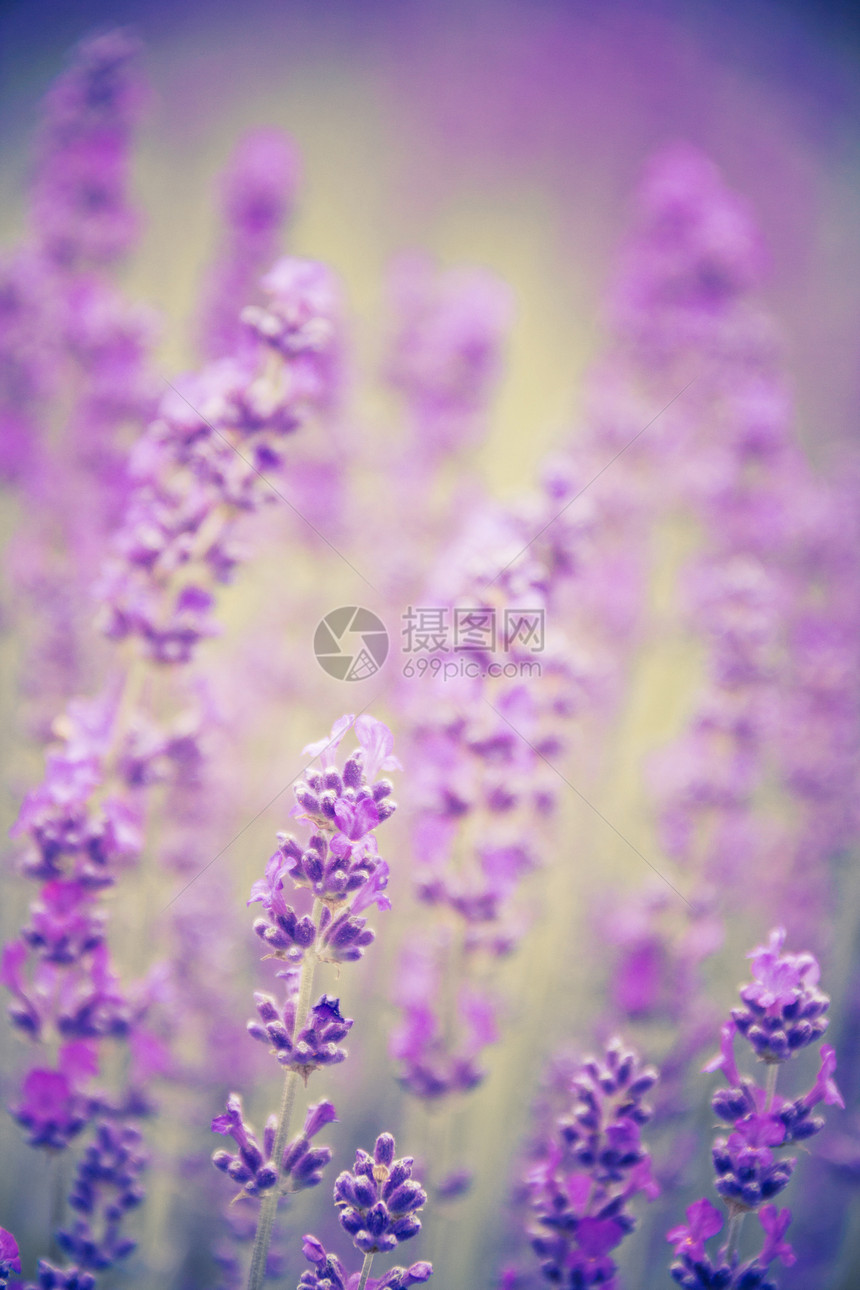 淡紫背景身体花朵蓝色疗法场地草本植物香水温泉植物学治疗图片