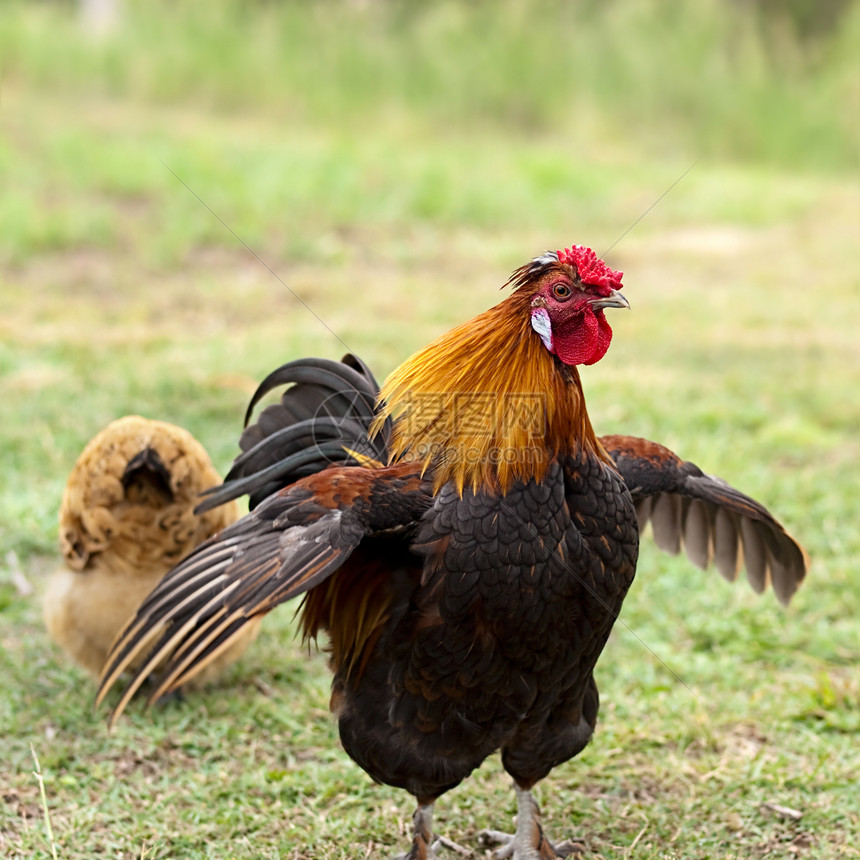 男鸡鸡公鸡和母鸡一起看守居住棕色警卫动物家畜羽毛家禽食物宠物尾巴图片