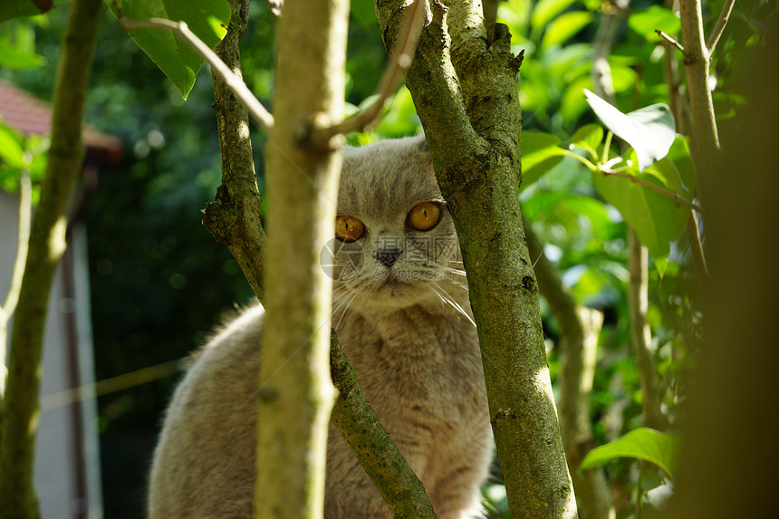 树上长着英国猫宠物小猫婴儿工作室折叠发芽植物毛皮选址美女图片